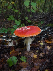 Fliegenpilze im Wald