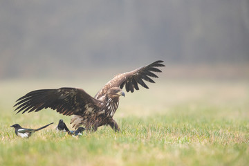 Birds of prey - white-tailed eagle in flight (Haliaeetus albicilla)