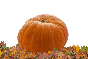 Ripe orange pumpkin on Halloween holiday in autumn foliage of trees on white background