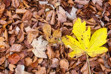Autumn colored leaves