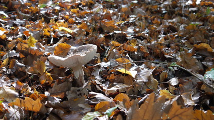 Fliegenpilze im Wald