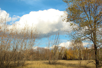 landscape with trees and blue sky