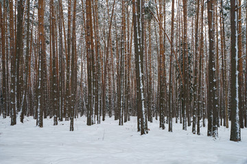 Fototapeta premium Cold snow-white Russian winter. Pine forest on a winter cloudy day. The concepts of beauty of nature and ecological tourism.