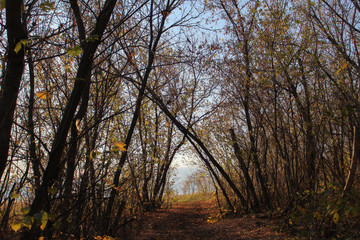 Naklejka premium trees in autumn
