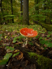 Fliegenpilze im Wald