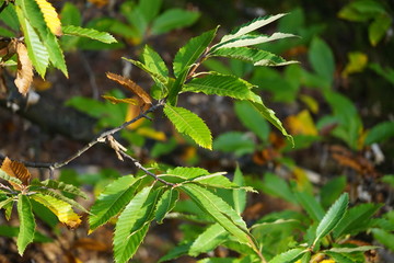 Herbstliche Blätter einer Edelkastanie im Sonnenlicht