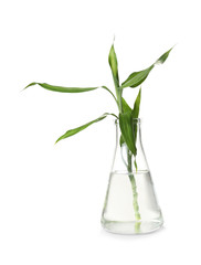 Conical flask with plant on white background