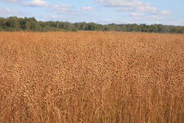 Linen. Harvesting and harvesting flax on the field.