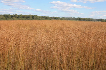 Linen. Harvesting and harvesting flax on the field.