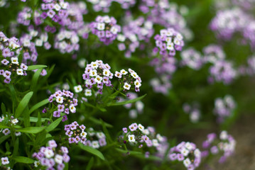 Bright lilac bush of alissum