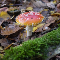 Fliegenpilze im Wald