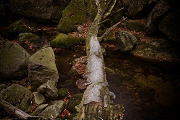 Waterfalls on the creek