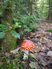 Fliegenpilze im Wald