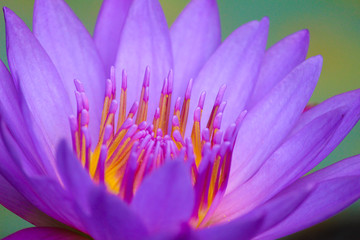 A Purple Lotus Flower