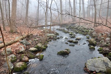 Woodland river view in winter