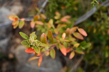 Hojas verdes y rojas.