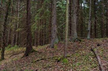 Spruce forest on the edge of an old ravine
