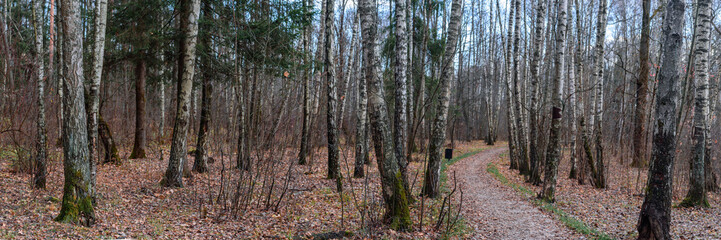 A panoramic view of the birch forest in autumn. The path goes deep into the forest