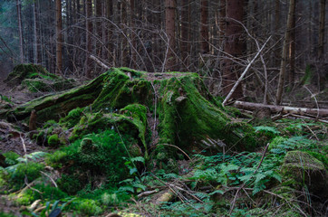 Fototapeta premium wildlife of the Carpathians