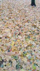 Autumn tree leaves yellow