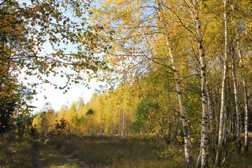 Obraz premium Złota jesień w brzozowym gaju