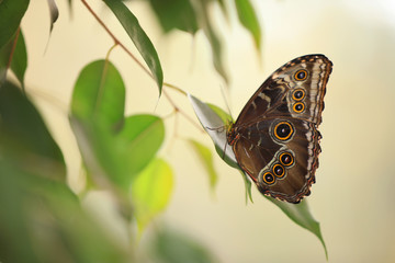 Obraz na płótnie Canvas Beautiful Blue Morpho butterfly on green leaf
