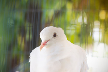 portrait of a goose
