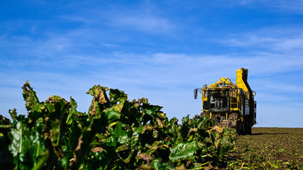 Rübenroder bei der Ernte von Zuckerrüben