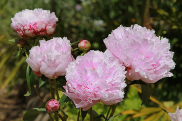 Fototapeta premium Pivoine rose