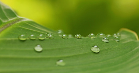 Gouttes d'eau sur une feuille de bananier