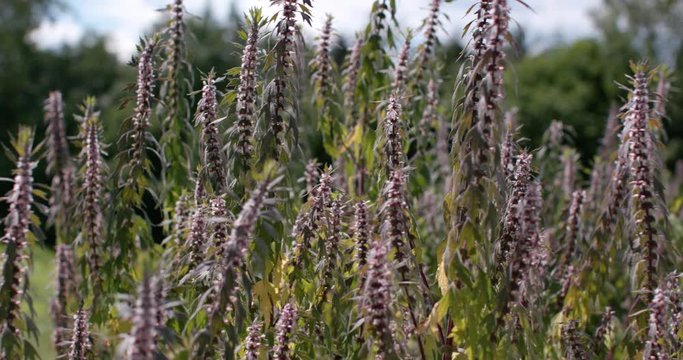 Planta medicinal  Orthosiphon aristatus 