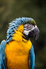 Ara