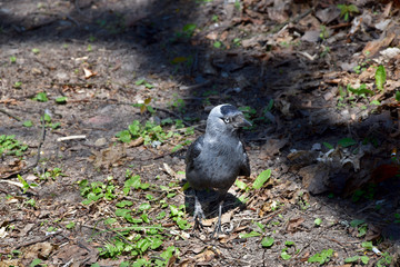 Western jackdaw (Corvus monedula) in a park