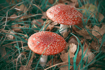 Two bright red poisonous toadstools grow in a clearing dotted with fallen autumn leaves