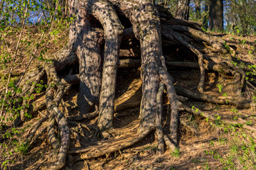 Fototapeta na wymiar The mighty roots of an old pine tree on a slope, closeup view