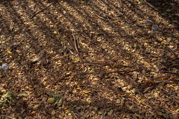 plowed field in spring
