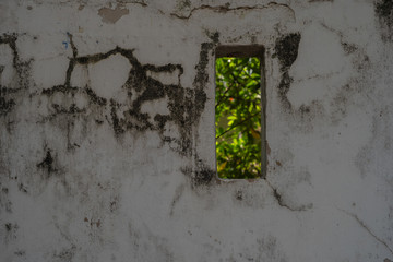 wall with ivy