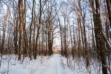 Ski track and hiking path in a winter forest along bare trees on a sunny day