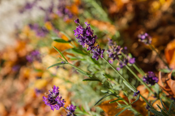 Lavender plant growing in a garden in early autumn