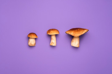 Edible wild mushrooms. Indoor image of three pine mushrooms