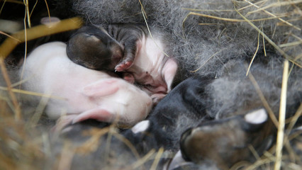 newborn rabbits