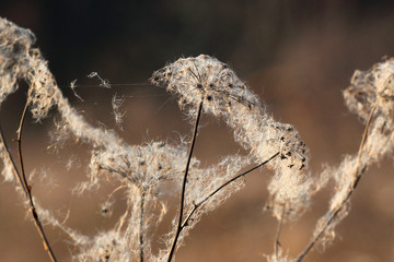 Cattail fluff on dry wild flowers in late autumn