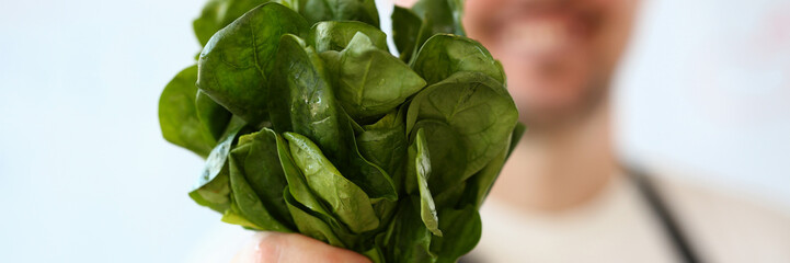 Male Hand Holding Green Aromatic Sorrel Bunch