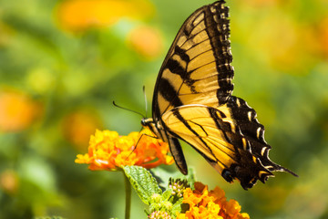 yellow and black butterfly on flower in spring
