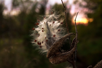 seeds of a seed pod floating in the wind