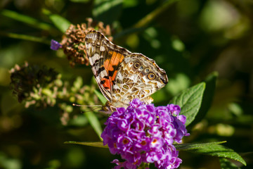 butterfly on a flower taking flight