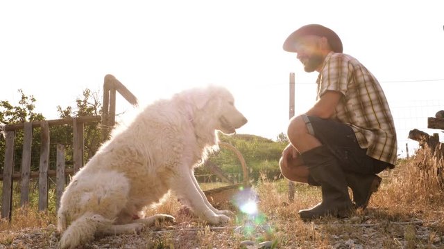 Young farmer petting maremma sheepdog at sunset in vegetable garden. Italy.