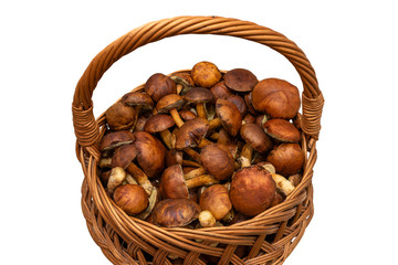 Edible mushrooms collected from the forest in a wicker basket, isolated on a white background with a clipping path.