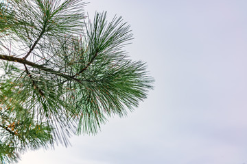 A branch of pine with green needles