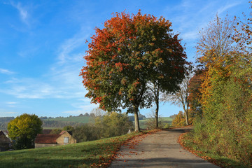 Naklejka premium Beautiful Autumn landscape with trees and leafy